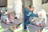 Mutter drückt Golden Retriever vom Baby weg: Was er dann tut, lässt Herzen schmelzen
