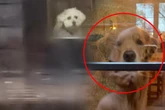 Golden Retriever verliebt sich in den Flitterwochen seiner Besitzer