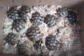 Beamte trauen ihren Augen kaum: 31 Schildkröten in Schuhkartons gepfercht