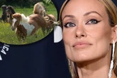 Kollege rettet ihr das Leben: Hollywood-Star bei Dreharbeiten beinahe totgetrampelt