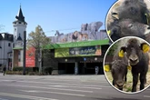 So süß und flauschig! Bergzoo freut sich über zahlreiche neue Tierbabys