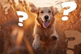 Das große Golden-Retriever-Quiz: Wie gut kennst Du den beliebten Familienhund?