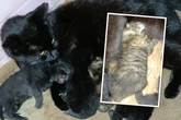 Sie wurde neben ihrer toten Mutter gefunden: Wohin mit all den Katzen?