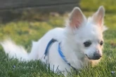 Familie will ihren gesunden Chihuahua einschläfern lassen: Grund löst Entsetzen aus