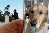 Golden Retriever darf Heiratsantrag filmen: Ergebnis macht Frauchen sprachlos