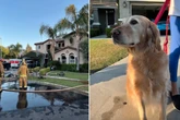 Haus ihrer Besitzer steht in Flammen, dann reagiert Golden Retriever-Hündin blitzschnell