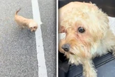 Fremder Hund irritiert Frau mit Begrüßung: Was diese dann sieht, macht sie "unendlich traurig"