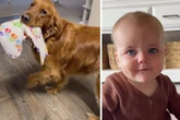 Eltern wundern sich, dass Baby plötzlich merkwürdige Geräusche macht: Der Grund sorgt für Lachtränen