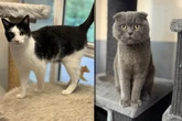 Zwei Kater, ein Schicksal: Wer schenkt dem Fellnasen-Duo ein neues Zuhause?