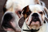 Hoffnungsloser Fall? Braver Old English Bulldog möchte endlich adoptiert werden
