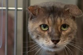 Kater Leo sucht ein liebevolles Zuhause und hofft, dass es kein Hospizplatz ist