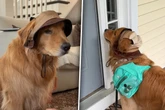 Golden Retriever besucht Großeltern: Doch was dann passiert, amüsiert so viele