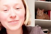 Frau kauft sich neuen Ikea-Schrank: Die Reaktion ihrer Katze kostet sie 5000 Dollar