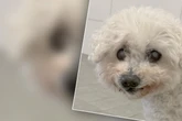 Er hatte alles, dann landet Hund Tati plötzlich im Tierheim: Wer hat ein Herz für diesen Racker?