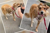 Angefahren und verletzt im Graben liegen gelassen: Hund Dingo erlebt süßes Wunder
