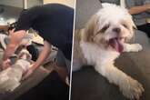 Mann will Hund von Sofa heben: Was das Tier dann tut, bringt Millionen zum Lachen