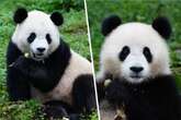 Erstmals seit 24 Jahren: Pandas fliegen von China in die USA!