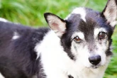 Hunde-Opi mit 14 Jahren einfach ausgesetzt: Darf Corgi-Mix Harry auf ein Happy End hoffen?