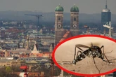 Gefährlicher Moskito breitet sich in München aus: Zwei Stadtteile bereits betroffen!
