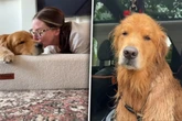 Golden Retriever wirkt ständig enttäuscht: Erklärung bringt so viele zum Lachen