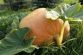 So kannst Du in Deinem Garten einen Riesenkürbis züchten