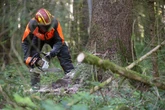 Tragischer Arbeitsunfall: Mann von Baum erschlagen!