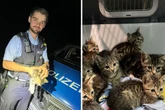 Spaziergängerin findet zehn ausgesetzte Katzenbabys: "Wer macht so etwas?"