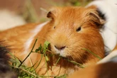 Hitzegefahr für Meerschweinchen! Können sie schwitzen, um sich abzukühlen?