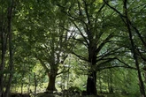 Du hast Deine Gartenabfälle bislang im Wald abgeladen? Dann solltest Du das jetzt wissen