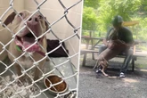 Hund überlebt Unfall, doch Herrchen stirbt: Was dann passiert, geht ans Herz