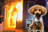 Kleiner Hund mit großem Mut: Goldendoodle rettet Familie vor Feuerhölle