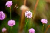 Leipzig in voller Blüte: Hier entstehen bald weitere Blühwiesen