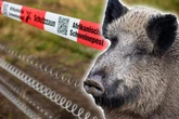 Schwein gehabt? Dresden erklärt Tierseuche für eingedämmt
