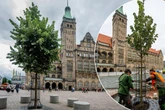 Nach Spott über Chemnitzer Marktbaum: Wie geht es der Silberlinde?
