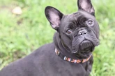 Frechdachs mit großem Herz: Fundhund Mike sucht endlich sein Happy End