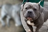 Diese "Züchtung" gibt Tierfreunden Rätsel auf: Welche Rassen stecken in diesem Hund?