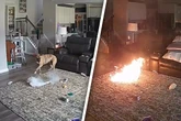 Plötzlich brennt der Teppich: Verspielter Hund sorgt für Beinahe-Katastrophe