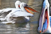 Leipziger Zoo-Teich komplett grün: Warum das schlimme Folgen haben kann