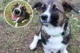 Zum dritten Mal: Mischlingsrüde Dino sucht Menschen mit Hunde-Erfahrung