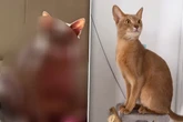 Frau überlässt Katze ihrer Mutter: Als sie das Tier nach einem Monat sieht, ist sie entsetzt