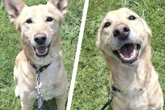 Mit ihm wird&#039;s nicht langweilig! Wer will Wirbelwind Django Liebe geben?