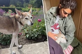 "Notruf Hafenkante"-Star nimmt schmerzlich Abschied von vierbeinigem Familienmitglied
