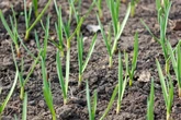 Knoblauch zum perfekten Zeitpunkt ernten: Ist er zu früh geerntet giftig?