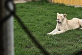 Löwen töten Tierpfleger in Safari-Park: Touristen müssen hilflos zusehen