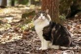Familienkatze mit einem Talent zum Klettern: Die Norwegische Waldkatze