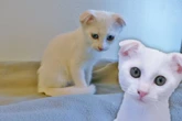 Baby-Katzen kommen im Tierheim zur Welt: Das überschattet ihre Vermittlung