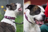 Äußerst lieber American Bulldog gefunden: Wer gibt Masou ein Zuhause?