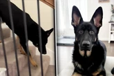 Hund begrüßt Herrchen auf seltsame Weise: Dann wird dem Mann alles klar