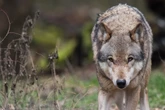 Wolf streift durch Innenstadt von Füssen