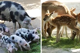 Vom Aussterben bedroht: Dieser Tierpark freut sich über niedlichen Nachwuchs